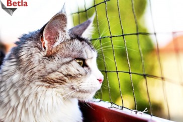 Siatki Bochnia - Siatka zabezpieczająca okna przed kotem dla terenów Bochni